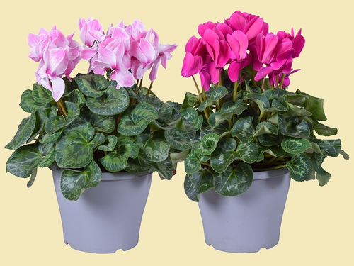 De Patiocyclaam: kleur voor het najaar