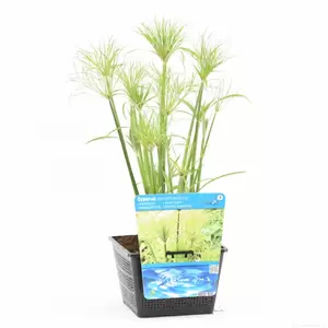 Cyperus percamenthus - afbeelding 1