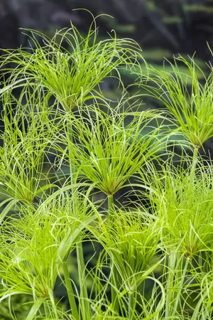 Cyperus percamenthus - afbeelding 2