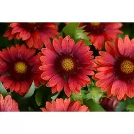 VIPS Gaillardia Mesa Red - afbeelding 2