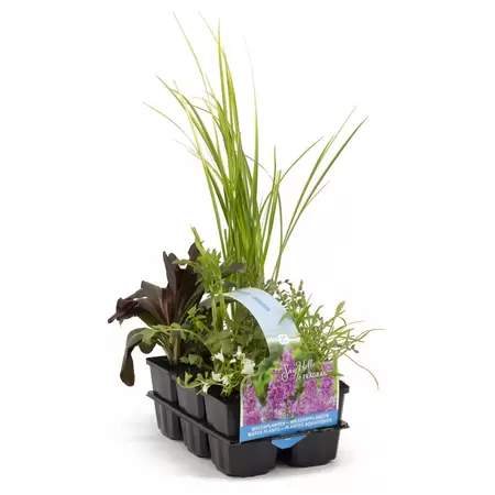 Geurend waterplanten 6-pack