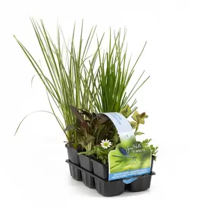 Insecten vriendelijk waterplanten 6-pack