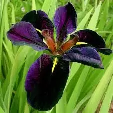 Iris Black Gamecock