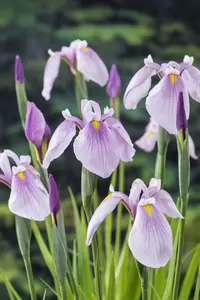 Iris laevigata 'Rose Queen' - afbeelding 2