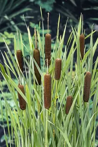 Typha latifolia - afbeelding 2