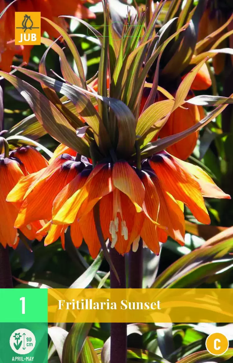 Fritillaria Imp Sunset St Groenrijk Beneden Leeuwen Een Mooi